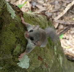 Graphiurus crassicaudatus
