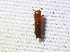 Euplatypus compositus