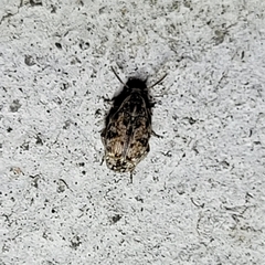 Algarobius bottimeri