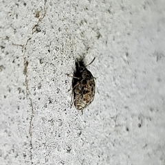 Algarobius bottimeri