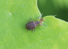 Ophraella conferta