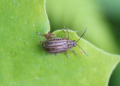 Ophraella conferta