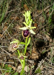 Ophrys sphegodes passionis