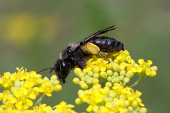 Andrena pilipes