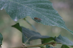 Lapposyrphus lapponicus