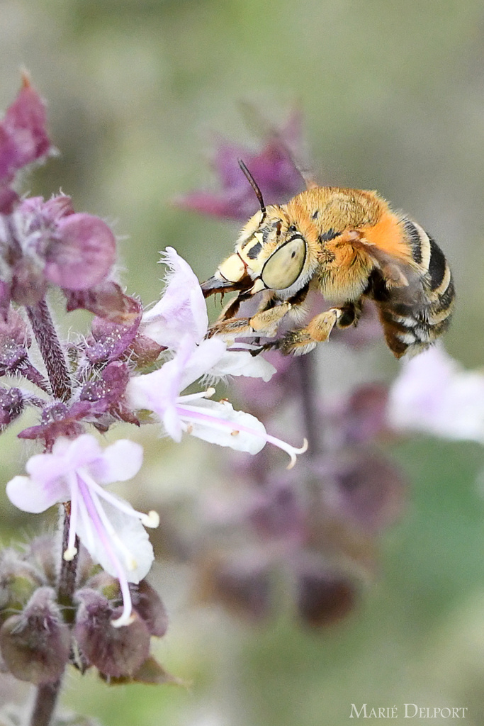 Zebramegilla