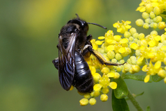 Andrena pilipes