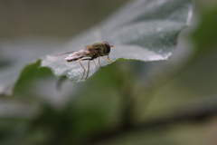 Lapposyrphus lapponicus