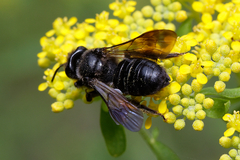 Andrena pilipes