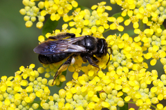Andrena pilipes
