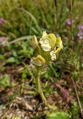 Pedicularis ascendens