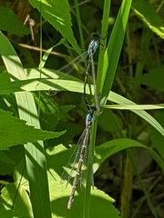 Chromagrion conditum