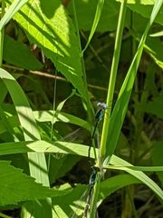 Chromagrion conditum