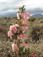 Erica berzelioides