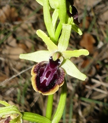 Ophrys sphegodes passionis