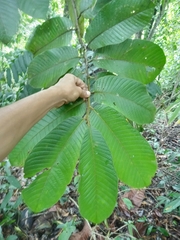 Virola chrysocarpa