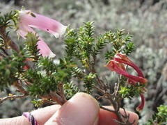 Erica berzelioides
