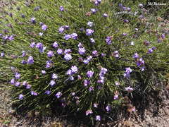 Junellia spathulata