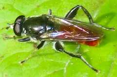 Xylota bicolor