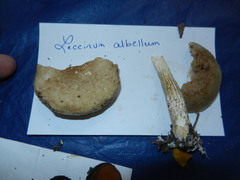 Leccinellum albellum