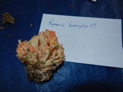 Ramaria botrytis