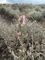 Erica berzelioides