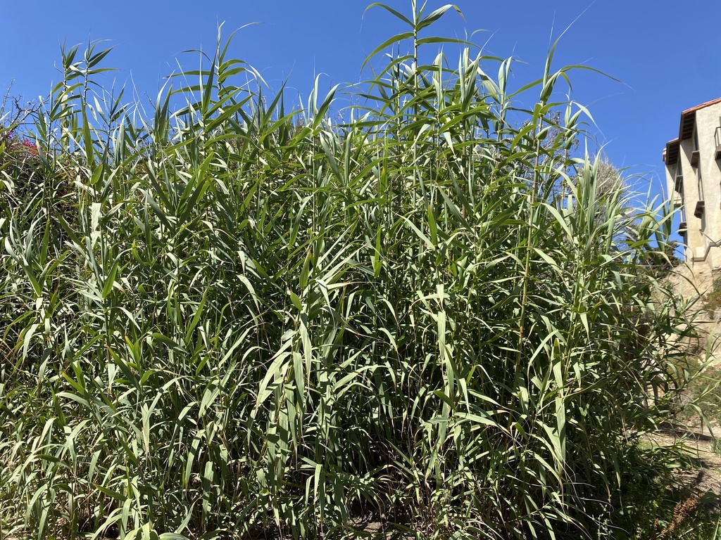 giant reed from Orange County, US-CA, US on June 19, 2022 at 03:23 PM ...
