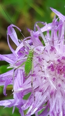 Phaneroptera falcata