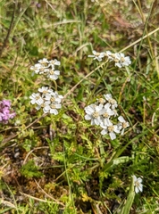Achillea erba-rotta