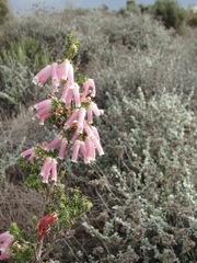 Erica berzelioides
