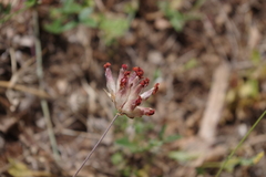 Anthyllis vulneraria maura