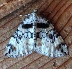 Dysstroma hersiliata