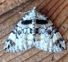 Dysstroma hersiliata