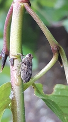 Issus coleoptratus