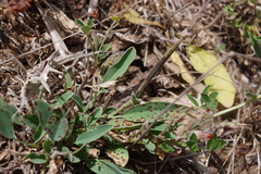 Anthyllis vulneraria maura