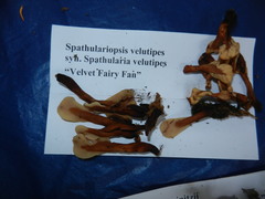 Spathulariopsis velutipes