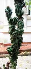 Cereus hildmannianus