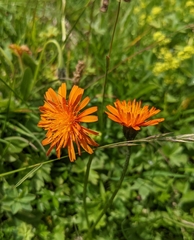 Crepis aurea