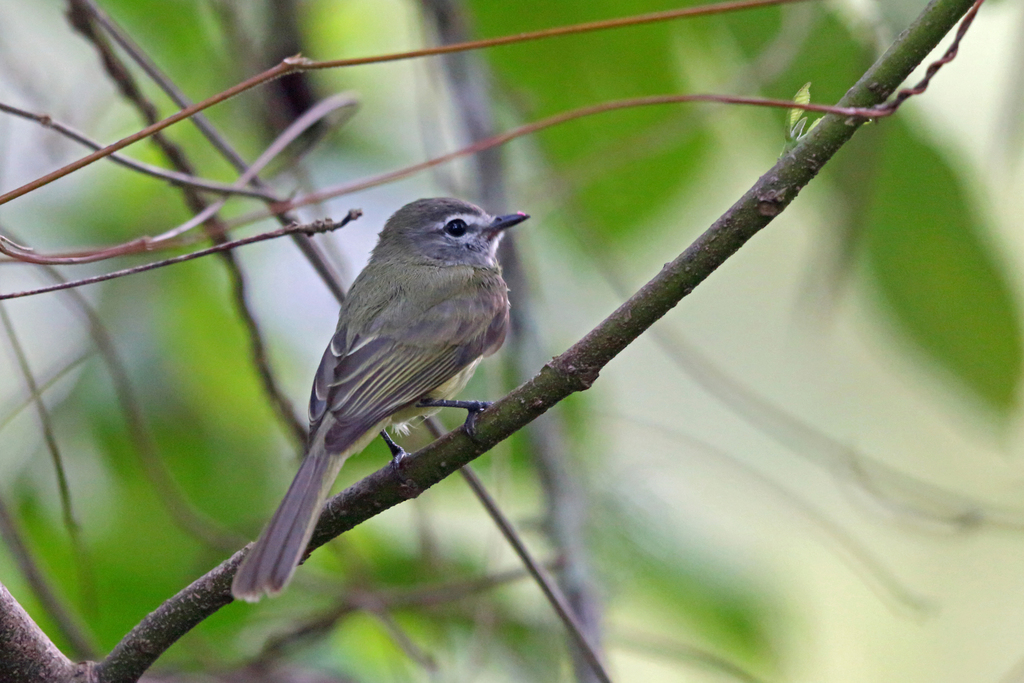 Greenish Elaenia