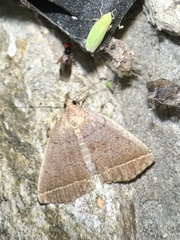 Zanclognatha marcidilinea