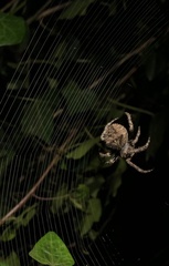 Araneus andrewsi