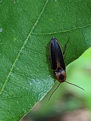 Megapenthes limbalis