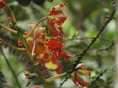 Cymbidieae