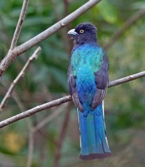 Citreoline Trogon photo 3
