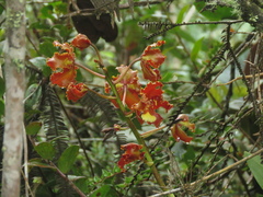 Cymbidieae