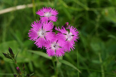 Dianthus × courtoisii