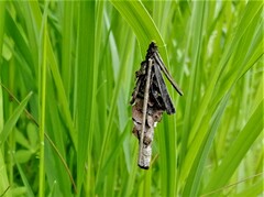 Canephora hirsuta