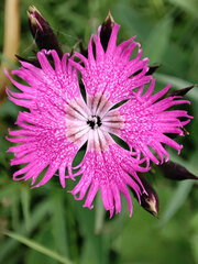 Dianthus × courtoisii