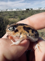 Breviceps namaquensis