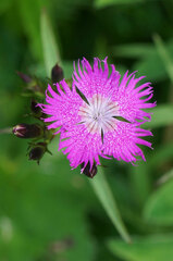Dianthus × courtoisii